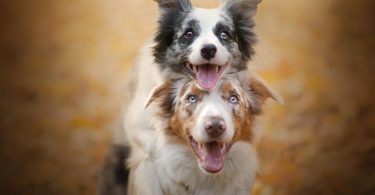 The Top 8 Happiest Dog Breeds In The World That Will Make Your Life Better